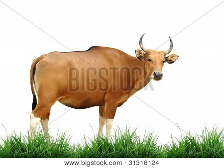 Banteng hvid grønt græs isoleret på hvid baggrund