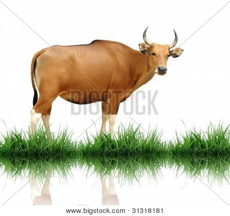Banteng på hvidt med grønne græs