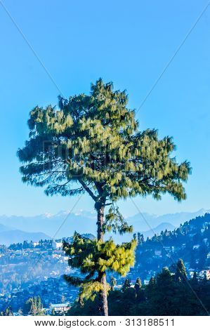 A Needle Pine Conifer Or Blue Pine (pinus Wallichiana) - A Large Himalayan Evergreen Tree With A Blu