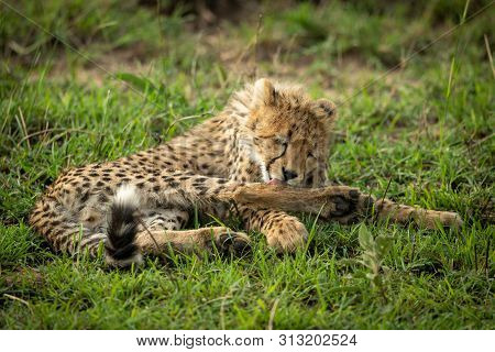 Cheetah Cub Lies Licking Foreleg In Grass