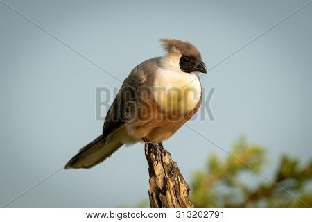 Bare-faced Go-away-bird On Tree Stump Eyeing Camera