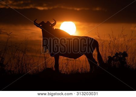 Blue Wildebeest Stands In Silhouette At Sunset
