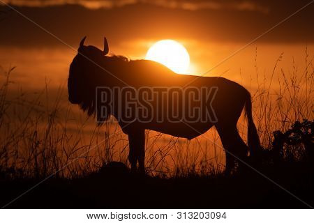 Blue Wildebeest Silhouetted On Horizon At Sunset