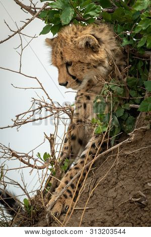 Cheetah Cub Leans Against Mound Looking Down