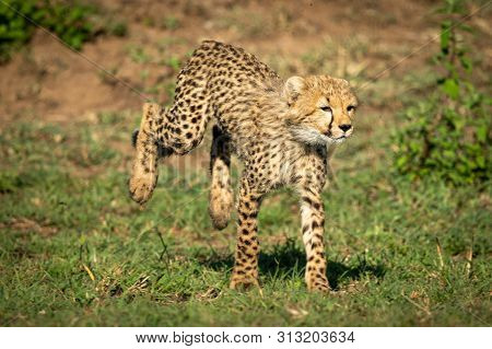 Cheetah Cub Runs On Grass In Sunshine