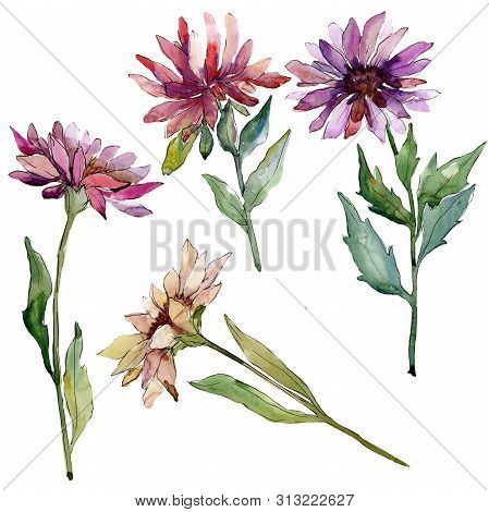 Aster Floral Botanical Flowers. Watercolor Background Illustration Set. Isolated Asters Illustration