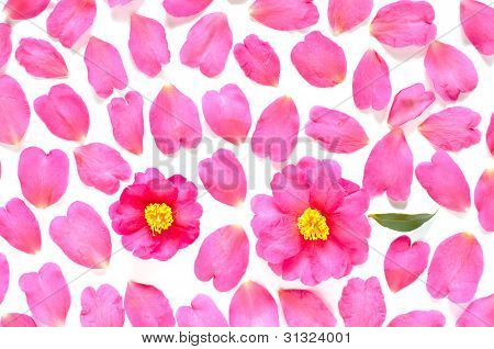 Tle kwiatów Camellia