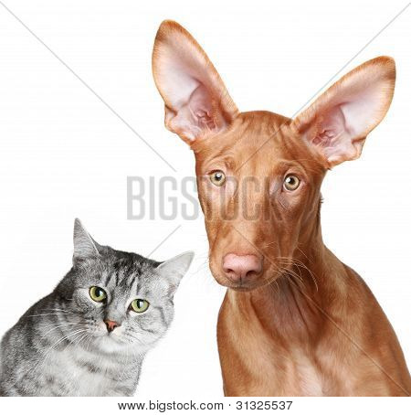 Kat en Pharaoh Hound