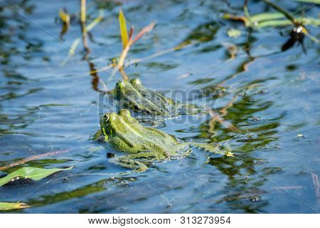 Two Green Frogs Swimming In The Water Of A Little Lake, Between The Water Plants. The Larger Male Is