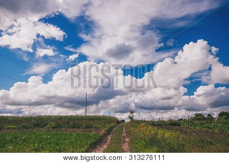 Field Of Flowerings Sunflowers On A Beautiful Cloude Day