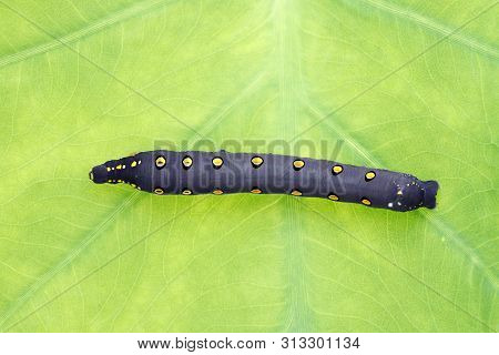 Studio Shot Of Big Black Caterpillar On A Leaf Background