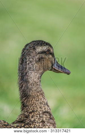 Close Up Duck Portrait. Headshot Of A Brown Duck With The Green Grass Blurred In The Background. Hea