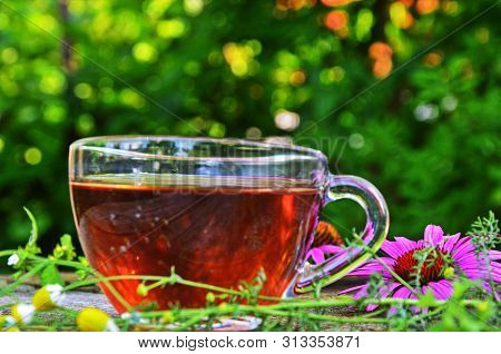 Tea With Echinacea Useful To Health.