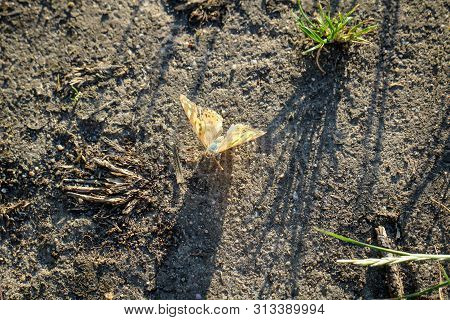 Closeup Of A Butterfly, Butterfly On A Plant