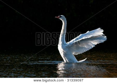 White Swam Stretching Wings On Pond