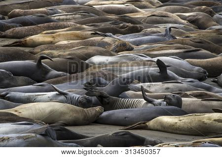 Colors And Textures In Full Frame Of Elephant Seal Colony On California Beach.  Several Seals In For