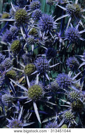 Abstract Nature Background. Blurred Shot Of  Blue Plant  Background. Feverweed Close Up.