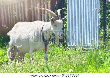 The Domestic White Nanny Goat Or Doe (capra Aegagrus Hircus) With Handmade Collar Walking Along The 