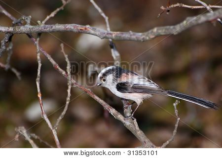 Aegithalos Caudatus