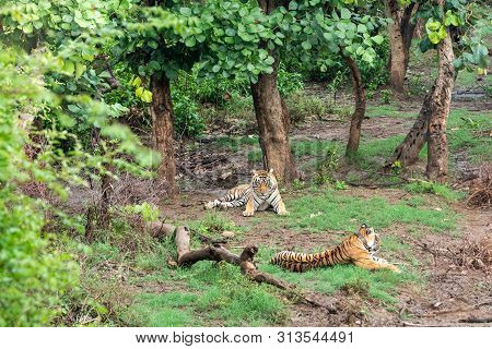 Two Radio Or Tracking Collar Bengal Tigers Or A Mating Pair In Beautiful Green Trees And Background 