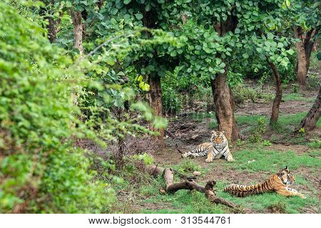 Two Radio Or Tracking Collar Bengal Tigers Or A Mating Pair In Beautiful Green Trees And Background 