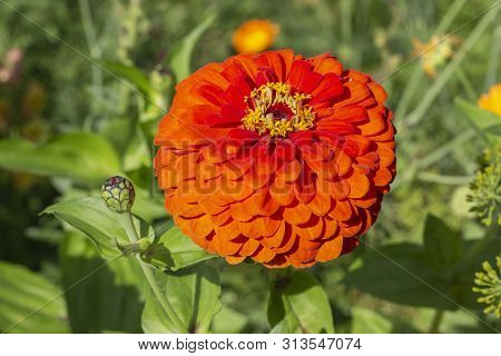 Blooming Red Scarlet Zinnia Elegans Dahliaeflora Asteraceae, Flower Garden Decoration. Inflorescence