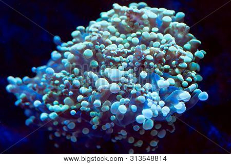Anemones. Beautiful And Colorful Corals In A Marine Aquarium.