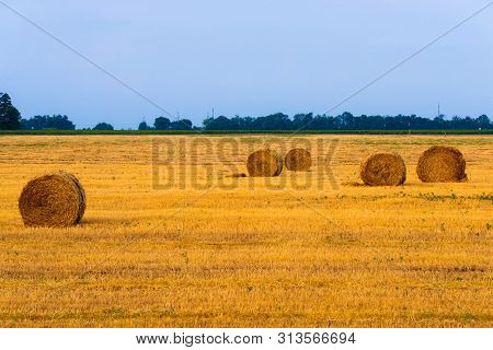 Rolled Haystack On Agriculture Field Landscape. Haystack Farmland Field Panorama. Harvest In Haystac