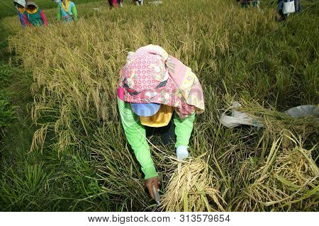 Harvest Wheat