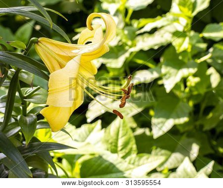 Large Yellow Lily Flower With Long Stamens And Pistil, Petals Wrapped Against Foliage. Decorative Ga