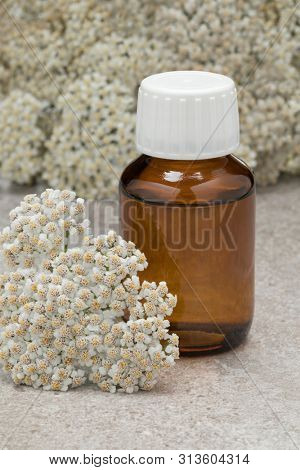 Bottle of yarrow oil surrounded by fresh white Common yarrow flowers  