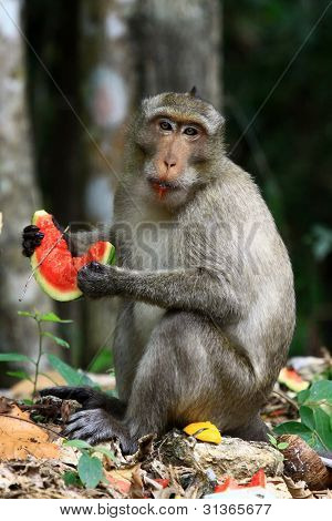 Monkey eating watermelon