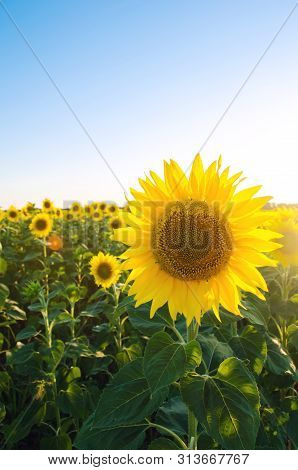 Beautiful Young Sunflower Growing In A Field At Sunset. Agriculture And Farming. Agricultural Crops.