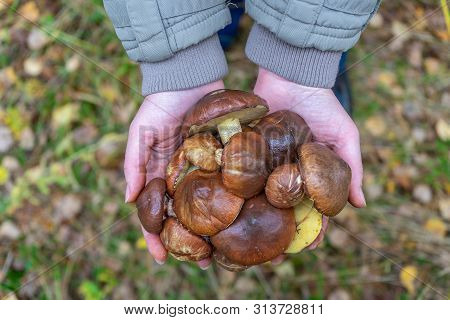 Woman Holding In Hands Gathered Butter Mushrooms Against Autumn Forest Landscape. Human Hands With H