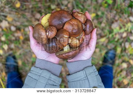 Woman Holding In Hands Gathered Butter Mushrooms Against Autumn Forest Landscape. Human Hands With H