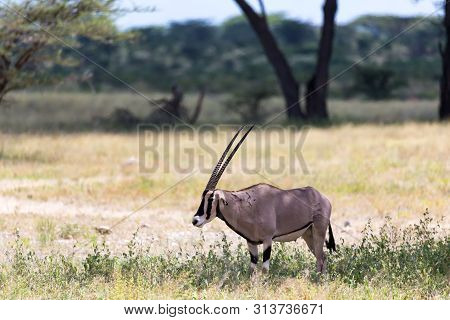 An Oryx Family Stands In The Pasture Surrounded By Green Grass And Shrubs