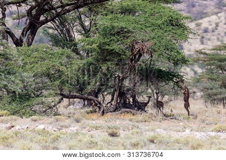 Some Gerenuk In The Kenyan Savanna Looking For Food