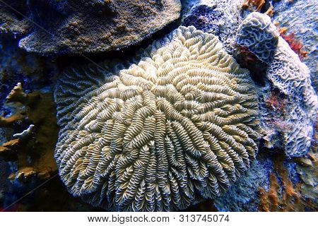 An Underwater Photo Of A Beautiful Coral Reef At The Bottom Of The Ocean.