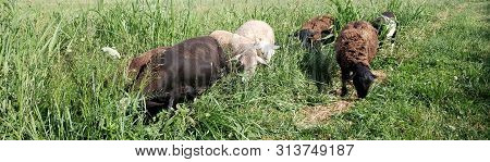 Black, White, And Brown Katahdin Hair Sheep Grazing In Field Of Green Grass