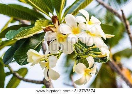 Tropical Flower Frangipani Plumeria, Leelawadee Grows On A Tree