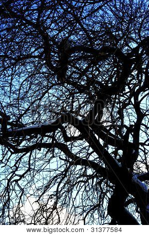 Himmel und Baum