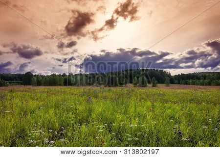 Summer Meadow Landscape With Green Grass And Wild Flowers On The Background Of A Forest.