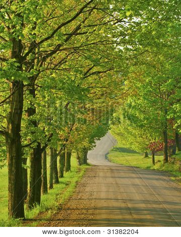 Primavera nella boscaglia di zucchero