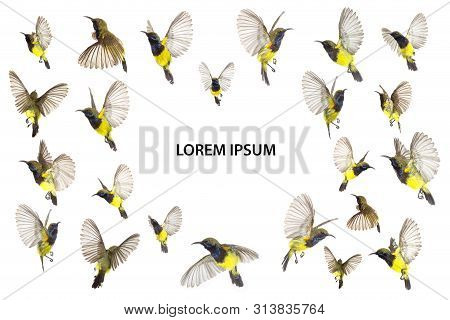 Beautiful Flying Bird (olive-backed Sunbird) Isolate On White Background. The Collection Flying Bird