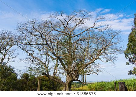 Tree Known As A Paineira. Species Ceiba Speciosa Ravenna, Native To The Brazilian Forests And Bolivi