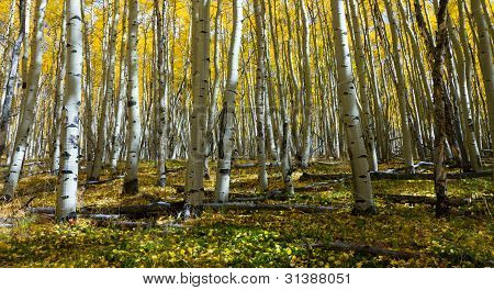 Metsämaa peitetty keltainen Aspen lehdet