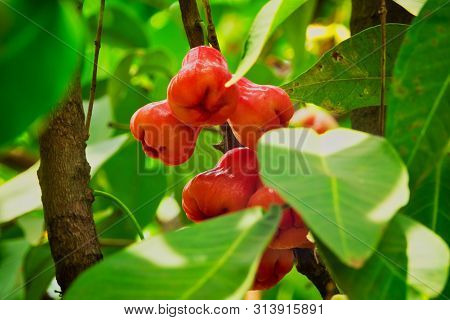 Java Apple On Tree, Close Up Of Tropical Fruit