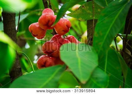 Java Apple On Tree, Close Up Of Tropical Fruit