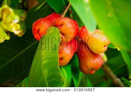 Java Apple On Tree, Close Up Of Tropical Fruit