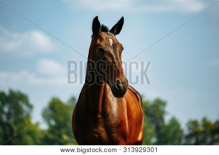 A Brown Horse Looking At The Camera With Head Raised